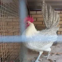 خروس براکل|حیوانات مزرعه|اردکان, |دیوار