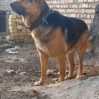 سگ زرمن نر ۱۵ماهه قیمت ۱۰