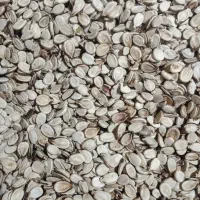 استخدام کارگر ساده جهت کاردرتولیدی تخمه