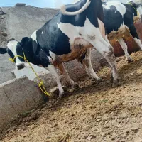 ۳ راس گاو ابستن