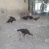 مرغ جوجه خروس لاری محلی دورگه روستایی|حیوانات مزرعه|بناب, |دیوار