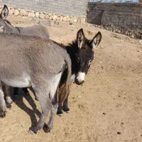 الاغ نر وماده|حیوانات مزرعه|گرمسار, |دیوار