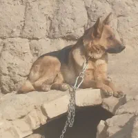 سگ ژ|سگ|کوهپایه, |دیوار