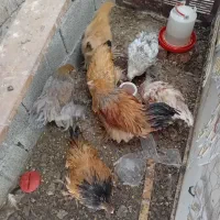 مرغ و خروس برهما