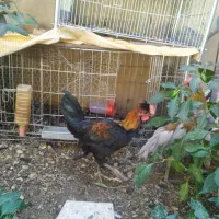 مرغ و خروس|حیوانات مزرعه|تهران, درکه|دیوار