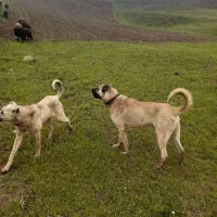 سگ سرابی نر