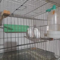 یک جفت مرغ عشق جوان