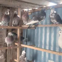 کبوتر پرشی|پرنده|ری, شهرک نظامی|دیوار