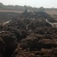 کود کمپوست