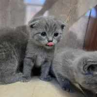 گربه اسکاتیش فولد و آنفولد|گربه|کرمان, |دیوار