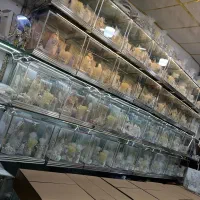 ست بله برون ، باکس هدایا ، اینه شمعدان ، تنوع بالا