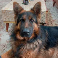 ژرمن شپرد شولاین