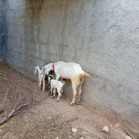 فروش بز دورگ دوقلویی