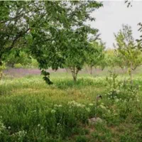 فروش یک قطعه باغ