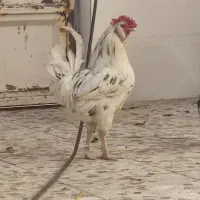 مرغ و خروس گلین