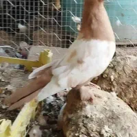 کفتر سینه وطوقی|پرنده|داراب, |دیوار