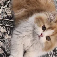 گربه پرشین