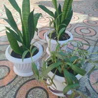 گلهای طبیعی|گل و گیاه طبیعی|دهلران, |دیوار