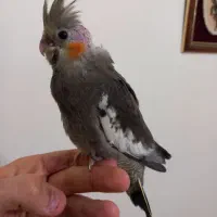 جوجه عروس هلندی فول دستی و آماده حرف زدن