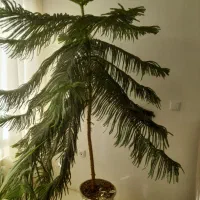 کاج مطبق بزرگ