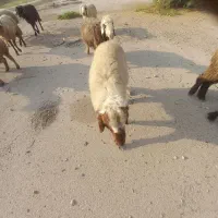 گوسفندنر عراقی