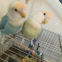 یک جفت طوطی برزیلی اهلی و بازی گوش|پرنده|کازرون, |دیوار