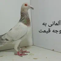 20عدد کبوترماده پلنگ و گراف