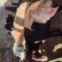 گوسفند سن بالا