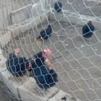 مرغ وخروس رسمی