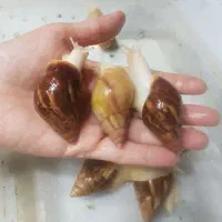 حلزون مولد و کلکسیونی