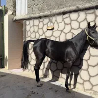 مادیان کرد. سیاه