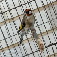 ۳ تا سهره نر جوجه قفس