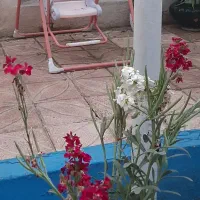 تاپ بچه|اسباب و اثاث بچه|تبریز, |دیوار