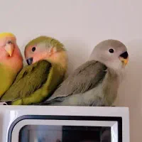 طوطی برزیلی دستی دونخور