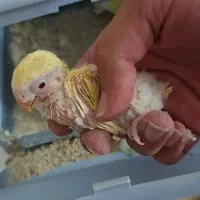 جوجه کوتوله برزیلی