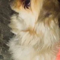 سگ اشپیتز|سگ|اسلامآباد غرب, |دیوار