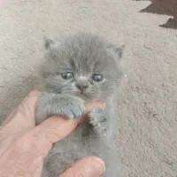 توله اسکاتیش بلونر|گربه|تهران, چهارصد دستگاه|دیوار