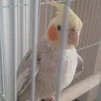 عروس هلندی ماده