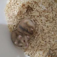 همستر نژاد مینیاتوری|موش و خرگوش|ارومیه, |دیوار