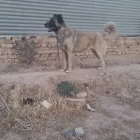 ماده سراب