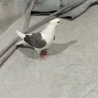 کبوتر شونی|پرنده|بروجرد, |دیوار