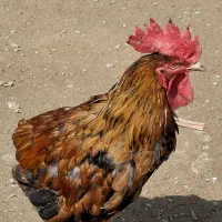 فروس خروس در ملاثانی