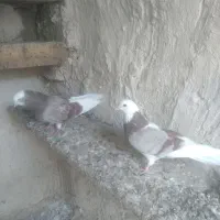 کبوتر طوقی شازده نرماده