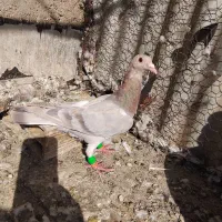 پرنده|پرنده|تاکستان, |دیوار