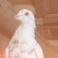 تعدادی کبوتر در سیرجان|پرنده|شهر بابک, |دیوار