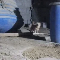 سگ پاکوتاه ماده 8ماهه|سگ|میناب, |دیوار