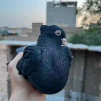 کلاغ کاکلی|پرنده|سبزوار, امیر کبیر|دیوار