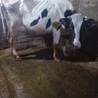 یک عددگاو وگوساله سیمینتال