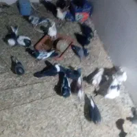 تعدادی کفتر بپر