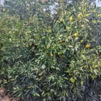 سر درختی پرتغال|خوردنی و آشامیدنی|بندر گز, |دیوار